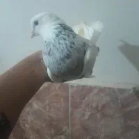 کبوتر خالپیس ساعت بالا گرفتنی