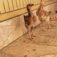 جوجه محلی ۲ ماهه|حیوانات مزرعه|مشهد, دانشجو|دیوار