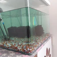 ماهی فلاور با آکواریوم