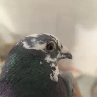 کفتر مسافتی|پرنده|یزد, |دیوار