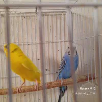 یک جفت مرغ عشق مولد .کارداده