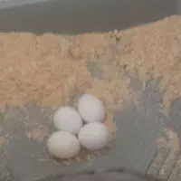 عروس هلندی مولد|پرنده|ایوان, |دیوار