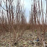 نهال بادام|خدمات باغبانی و درختکاری|آذرشهر, |دیوار