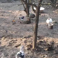 فروش کلی اردک