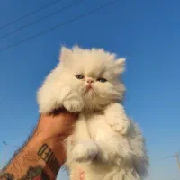 پرشین وارداتی 2ماه چمپبون کدA|گربه|آفتاب, |دیوار