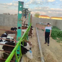 سیمینتال گوشتی