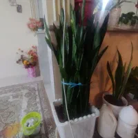 گل طبیعی بسیار سرحال و زیبا