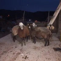 ۵ راس گوسفند و۲ راس بز