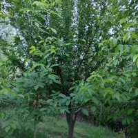 فروش باغ|فروش دفتر صنعتی، کشاورزی، تجاری|الشتر, |دیوار