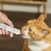 فیدار و خاک گربه|گربه|بیرجند, |دیوار