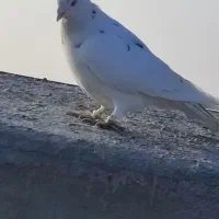 کبوتر|پرنده|سبزوار, مدرس|دیوار