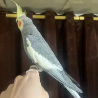 2 عدد عروس هلندی نر|پرنده|رودسر, |دیوار