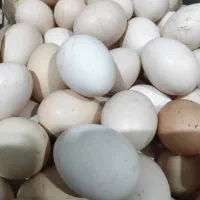 تخم مرغ محلی خوراکی ونطفه دار