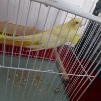 عروس هلندی. قفس|پرنده|سرخنکلاته, |دیوار