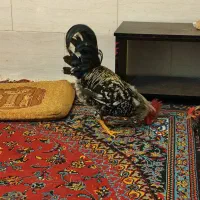 خروس محلی اصل