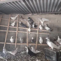 کبوتر .کفتر|پرنده|رودهن, |دیوار