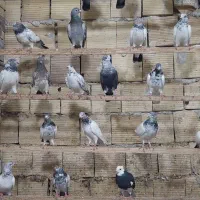 کبوتر شیخی پاکستانی ۵۰عدد|پرنده|بندر ماهشهر, |دیوار