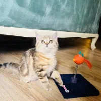 گربه ی بریتیش شورت هیر اصلی با چشمان سبز