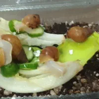 حلزون|خزنده|اهواز, کوی مهدیس|دیوار