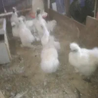 مرغ ابریشمی|حیوانات مزرعه|نائین, |دیوار