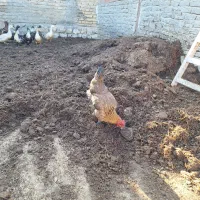 کود حیوانی(گوسفندی)