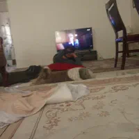 سگ شیتزو تریر