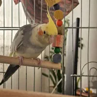 طوطی عروس هلندی رام و مولد