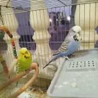 جفت مرغ عشق اینگلیسی مولد|پرنده|اندیشه, اندیشه فاز ۵|دیوار