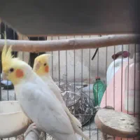 سلام یه جفت طوطی عروس با قفس بخاطر کمبود جا