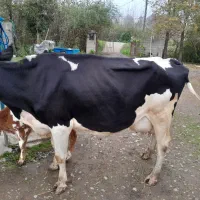گاو دورگ جوان|حیوانات مزرعه|رشت, لاکان|دیوار