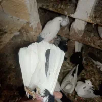 کبوتر سیاه دم سفید|پرنده|میانه, |دیوار