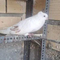 کبوتر سفید نر ماده پشت سرور نوک ریز نوک کوتاه|پرنده|شهریار, شهریار|دیوار