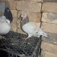 کبوتر پلاکی معاوزه|پرنده|شیراز, ظفرآباد|دیوار