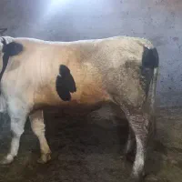 گوساله سیمینتال|حیوانات مزرعه|زنجانرود, |دیوار