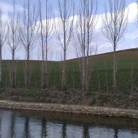 گندم اصلاح شده