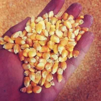 دان مرغ اردک غاز بوقلمون بلدرچین جوجه خوراک دام|حیوانات مزرعه|کرج, آق تپه|دیوار