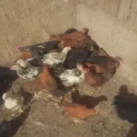 جوجه