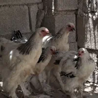 برهما لایت