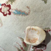 فسیل صدف|جواهرات|تهران, امیریه|دیوار