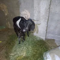 فروشی معاوضه با متور هم دارم