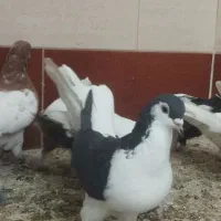 سه تا نر پرشی زرنگ|پرنده|اسلام‌شهر, شهرک سعیدیه|دیوار