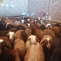 میش و بره|حیوانات مزرعه|بیرانوند, |دیوار