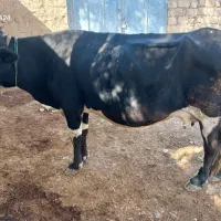 ماشین|حیوانات مزرعه|طرهان, |دیوار