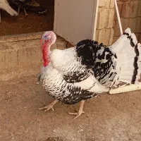 بوقلمون نر و ماده|حیوانات مزرعه|مرودشت, رودبال|دیوار