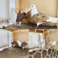 طوقی هفترنگ پشت هفترنگ دم سفید|پرنده|مشهد, شهرک صنعتی توس|دیوار