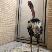 مرغ و خروس لاری ترک اصیل|حیوانات مزرعه|خاش, |دیوار