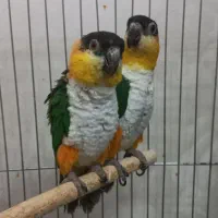 کایک سرسیاه