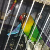 کوتوله وملنگو|پرنده|رفسنجان, |دیوار