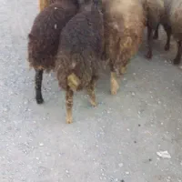 میش بره سالم