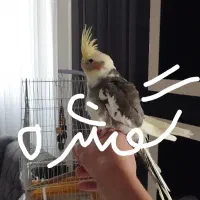 عروس هلندی گمشده